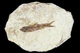 Fossil Fish (Knightia) With Floating Frame Case #106712-1